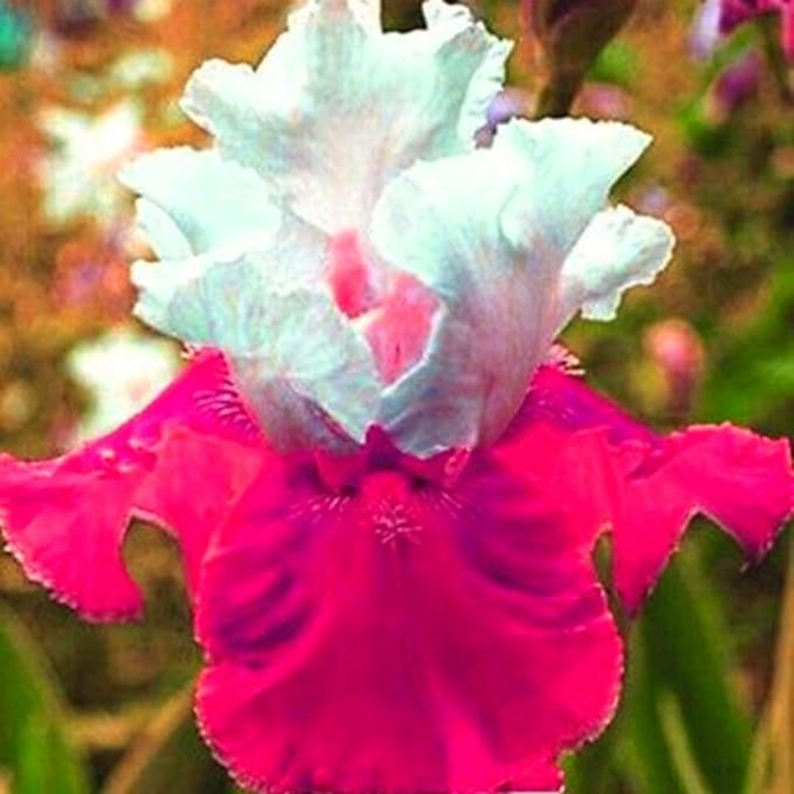 Iris Bulbs For Planting,Beautify Environment,Iris Plants Bulbs,Iris