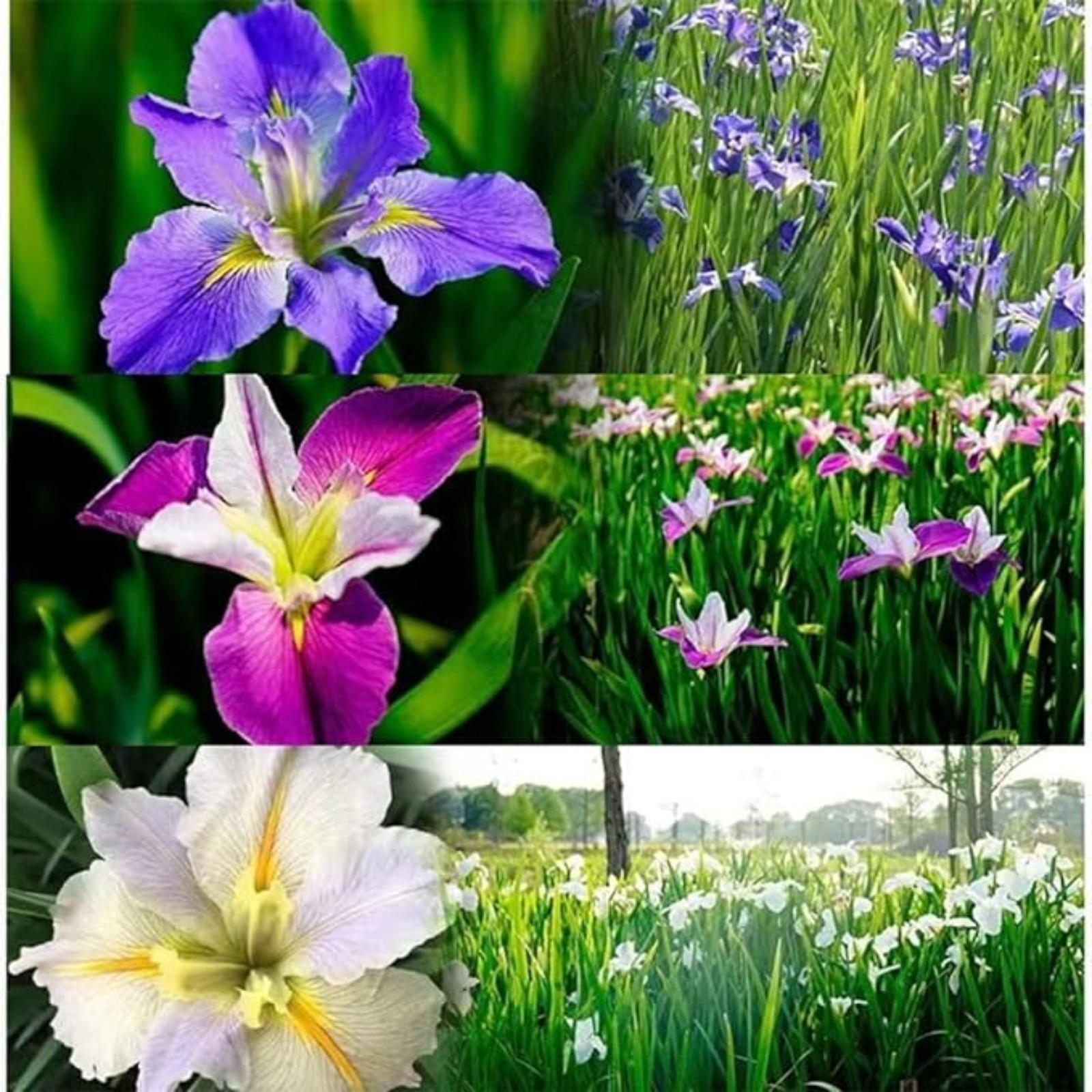 Iris Bulbs For Planting,Beautify Environment,Iris Plants Bulbs,Iris