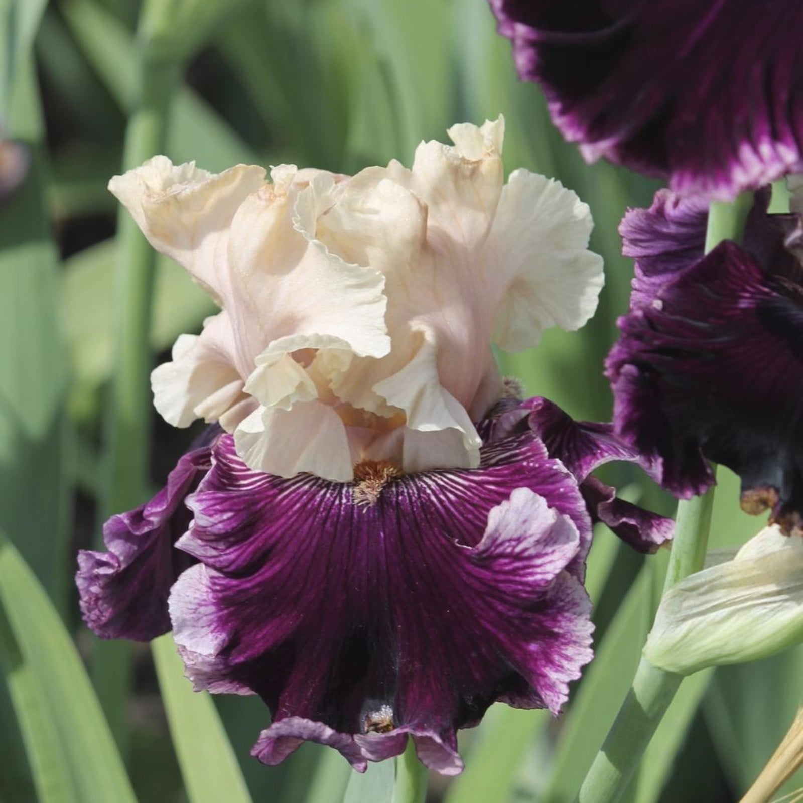 Iris Bulbs For Planting,Beautify Environment,Iris Plants Bulbs,Iris