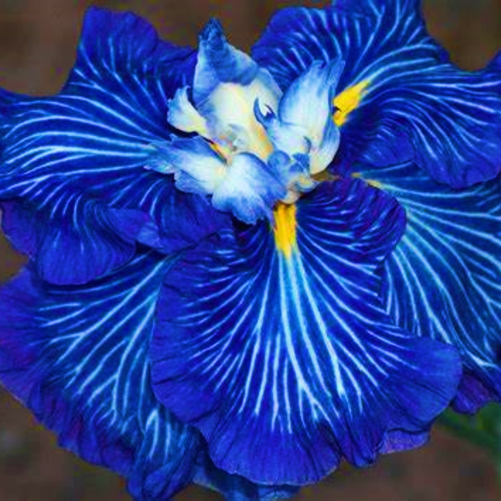 Iris Bulbs For Planting Iris Flower Iris Need Full Sun Iris Add Color