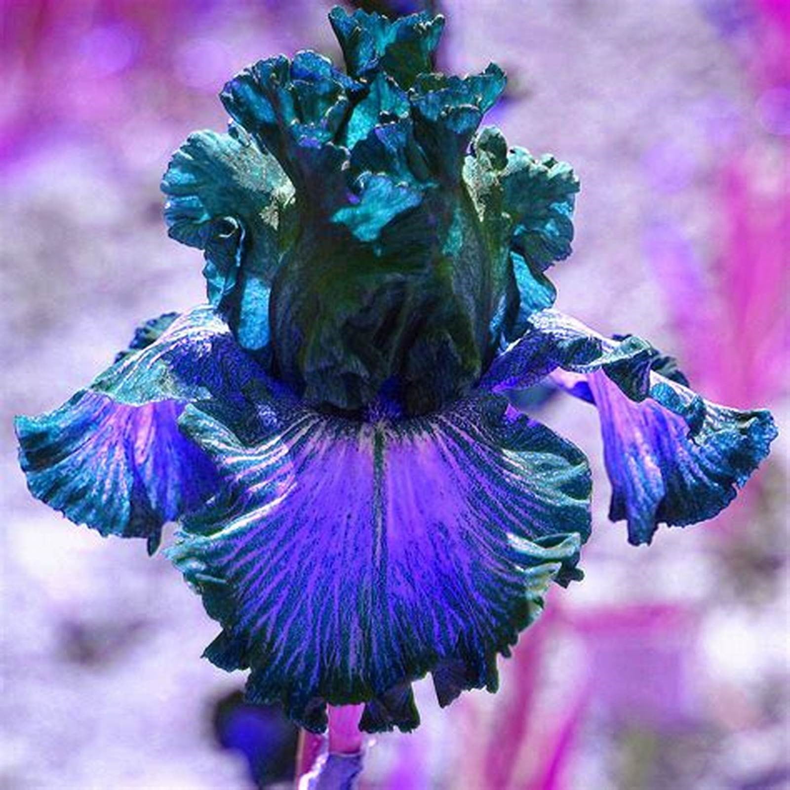 Iris Bulbs For Planting Iris Flower Iris Need Full Sun Iris Add Color