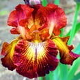 Iris Bulbs For Planting Iris Flower Iris Need Full Sun Iris Add Color