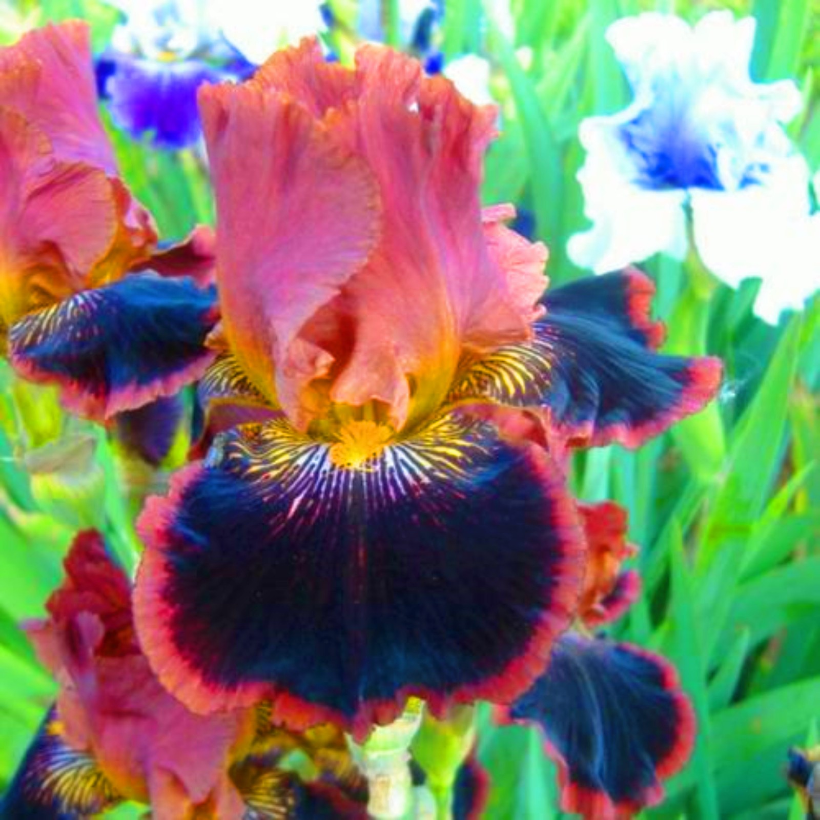 Iris Bulbs For Planting Iris Flower Iris Need Full Sun Iris Add Color