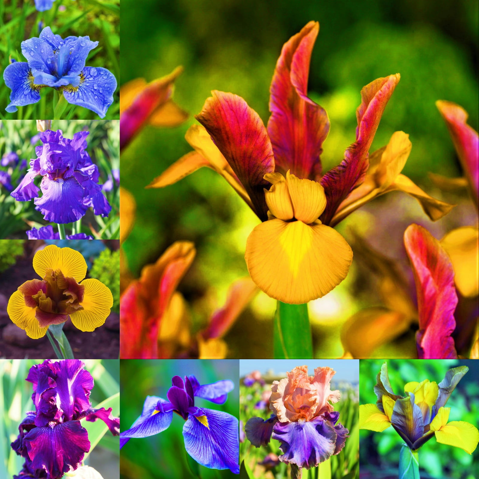 Iris Bulbs For Planting Iris Flower Iris Planting Is Suitable For