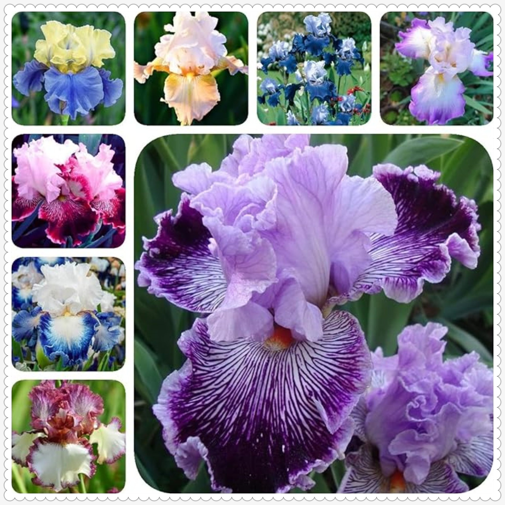 Iris Bulbs For Planting,Iris Plants Bulbs,Iris Bulbs,Perennial