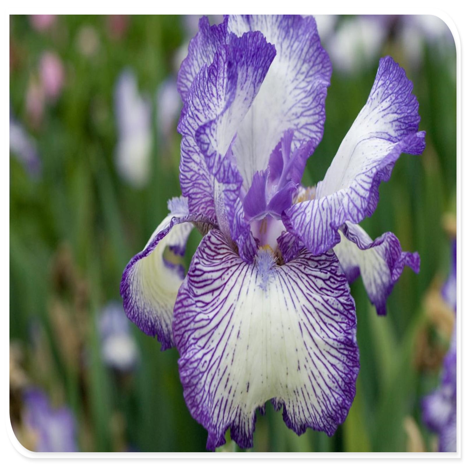 Iris Bulbs For Planting,Iris Plants Bulbs,Iris Bulbs Perennial