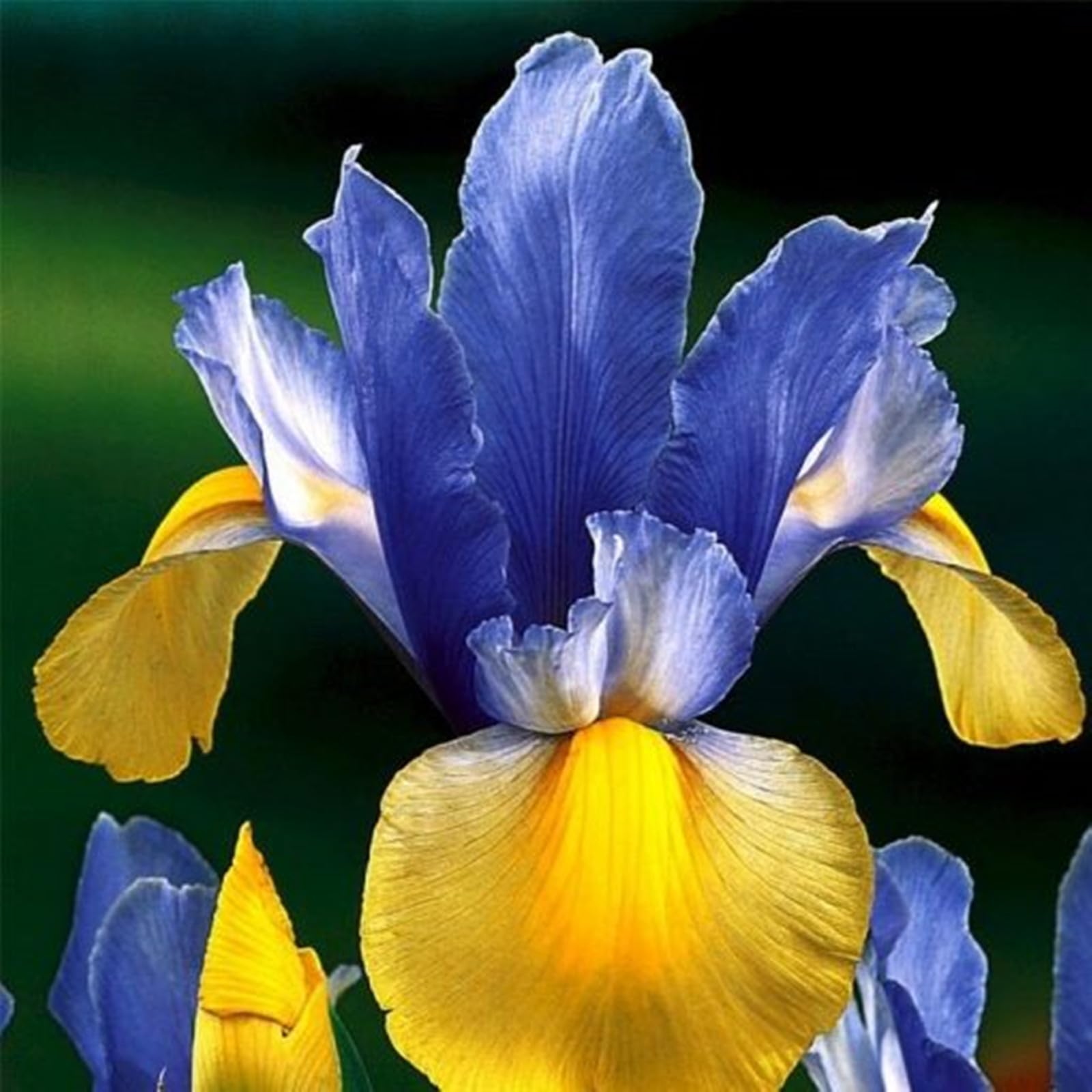 Iris Bulbs For Planting,Iris Plants Bulbs,Iris Bulbs Perennial