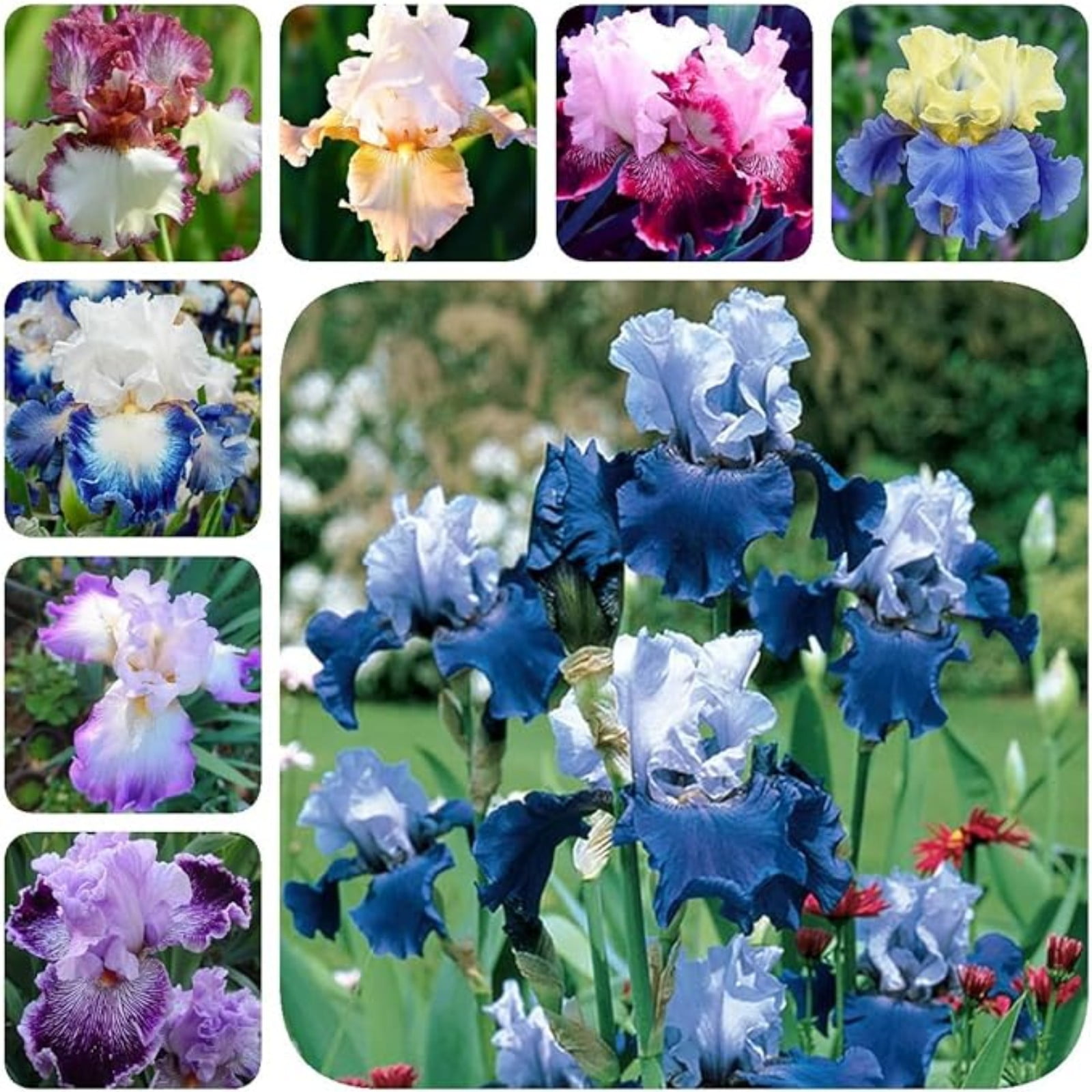 Iris Bulbs For Planting,Iris Plants Bulbs,Iris Bulbs Perennial Reblooming Bearded,Iris Tubers