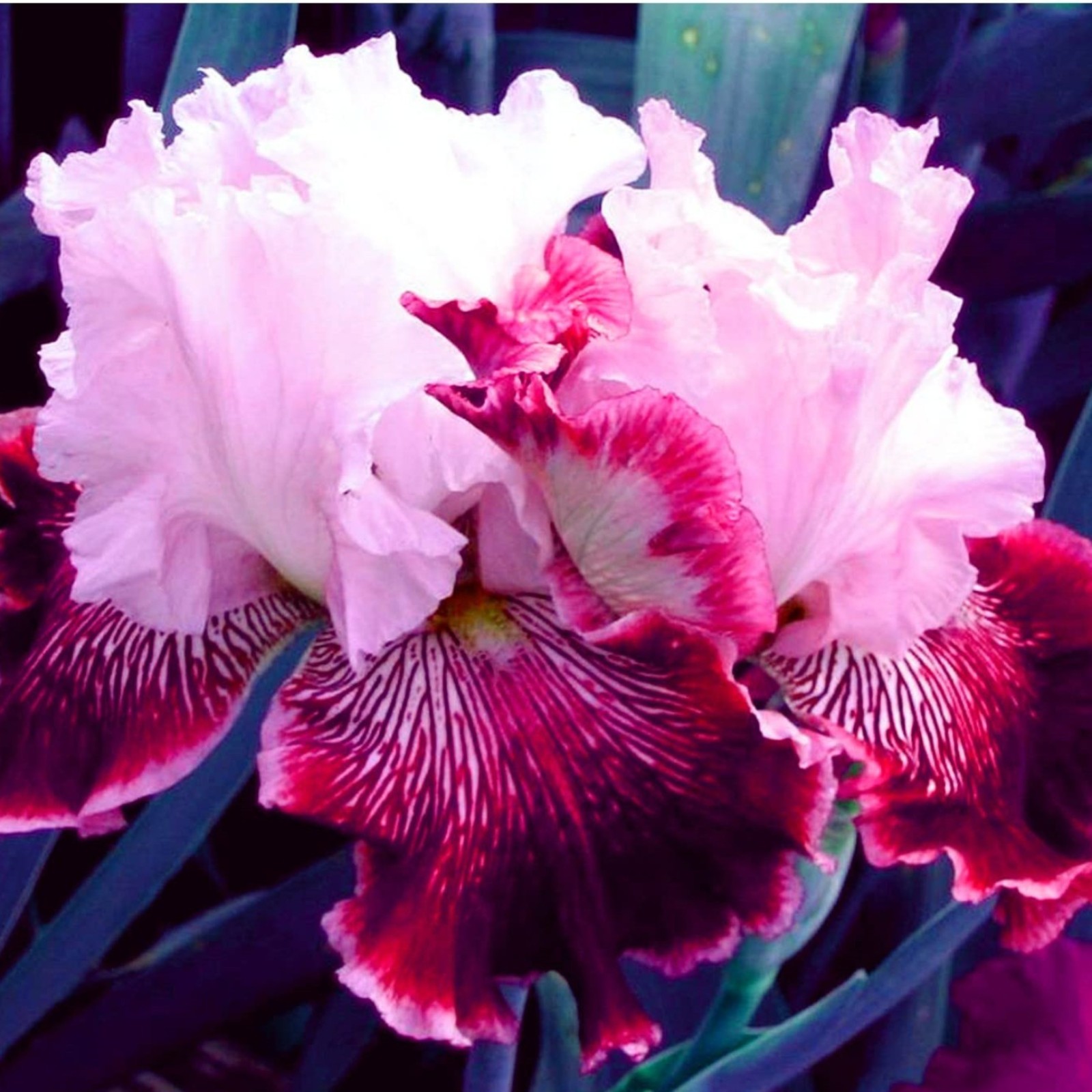 Iris Bulbs For Planting,Iris Plants Bulbs,Iris Tubers,Professional