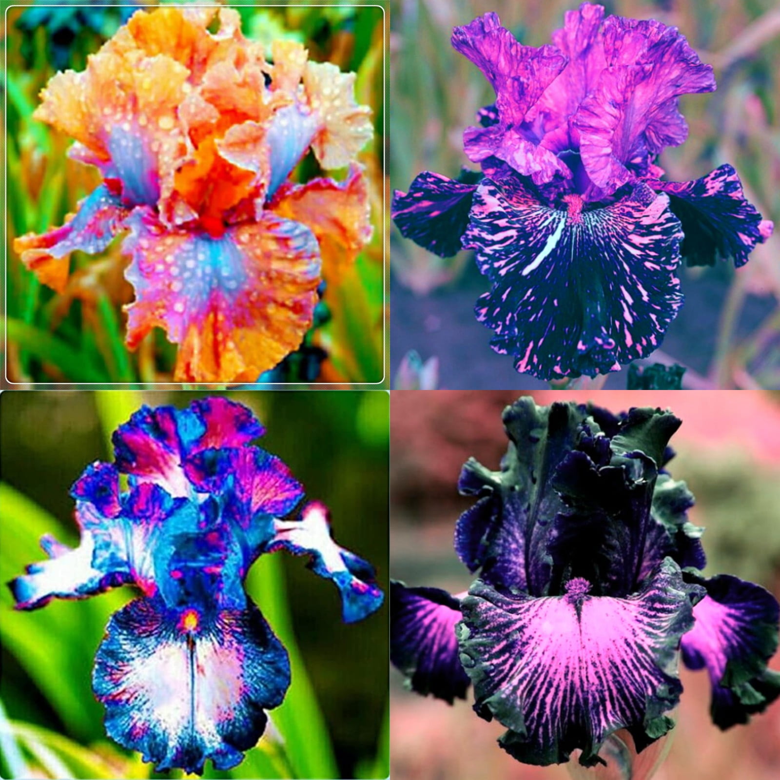 Iris Bulbs For Planting,Iris Plants Bulbs,Iris Tubers,Professional