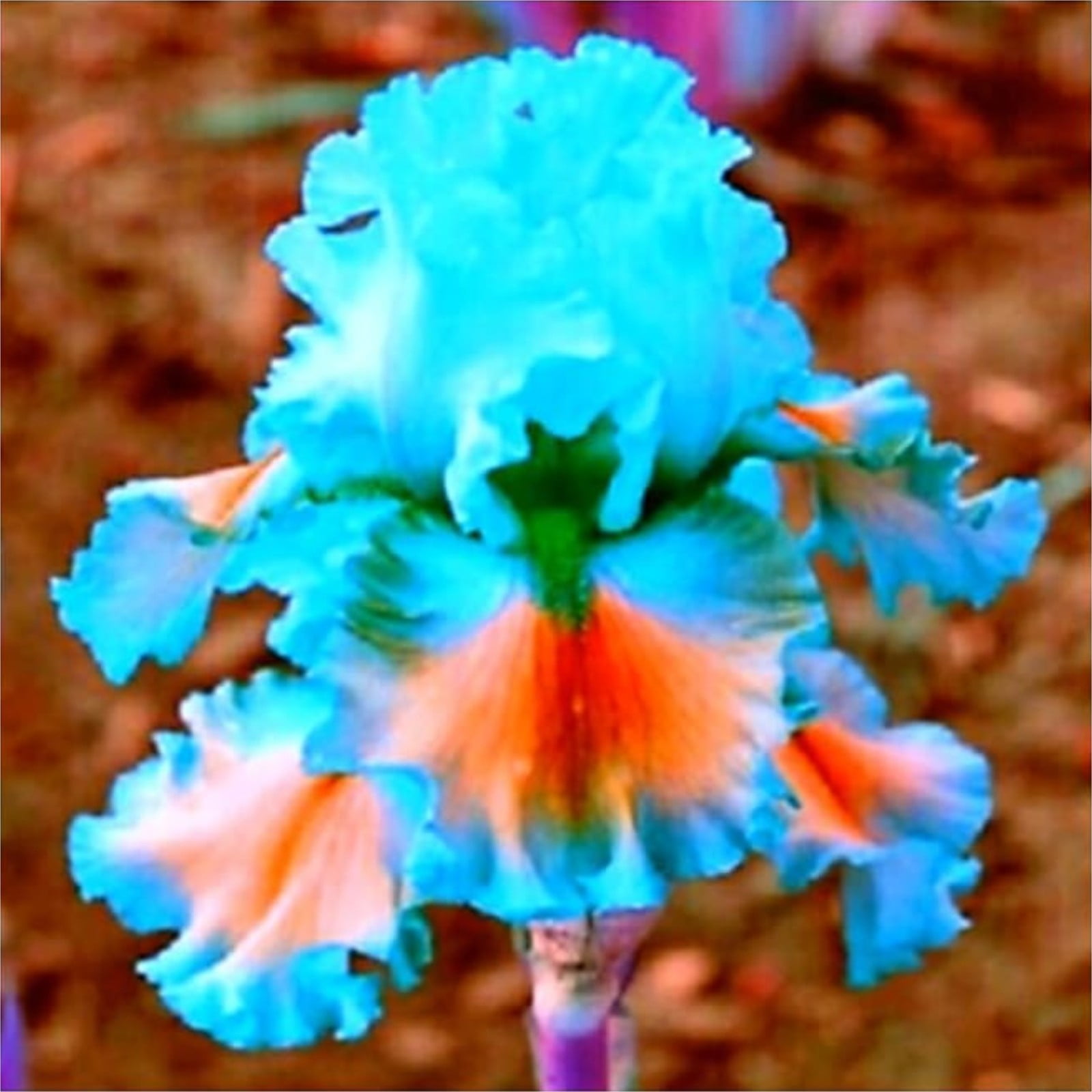 Iris Bulbs For Planting,Iris Plants Bulbs,Iris Tubers,Professional