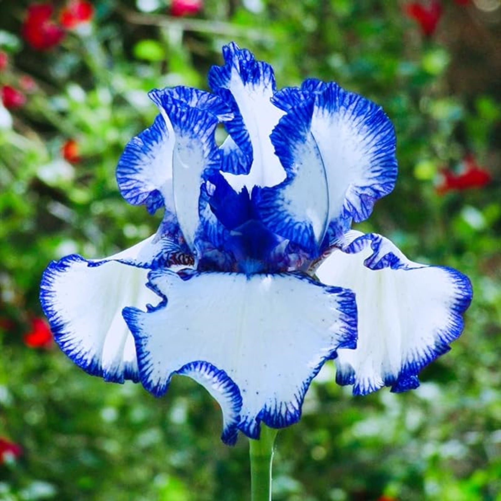 Iris Bulbs For Planting,Iris Plants Bulbs,Professional Planting,Iris