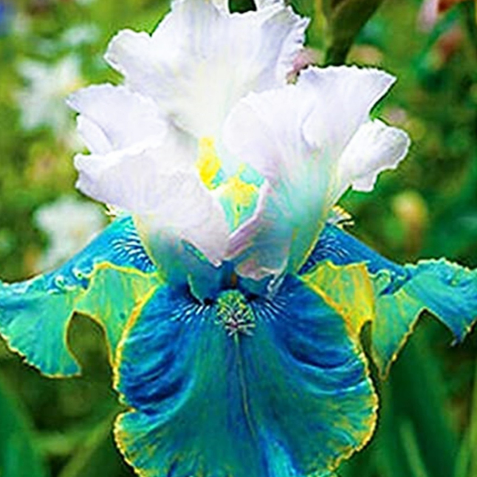 Iris Bulbs For Planting,Iris Plants Bulbs,Professional Planting,Iris