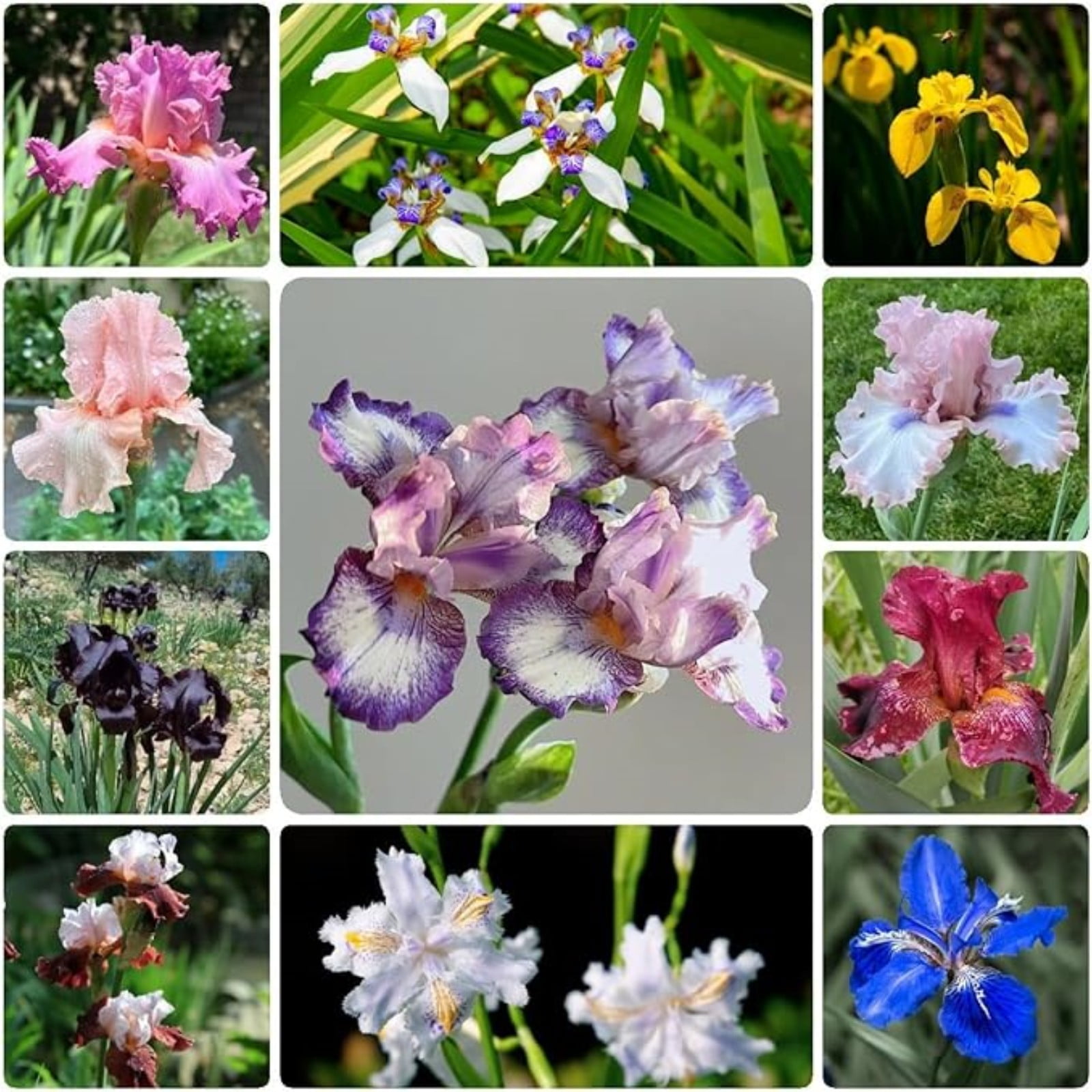 Iris Bulbs For Planting,Iris Plants Bulbs,Professional Planting,Iris