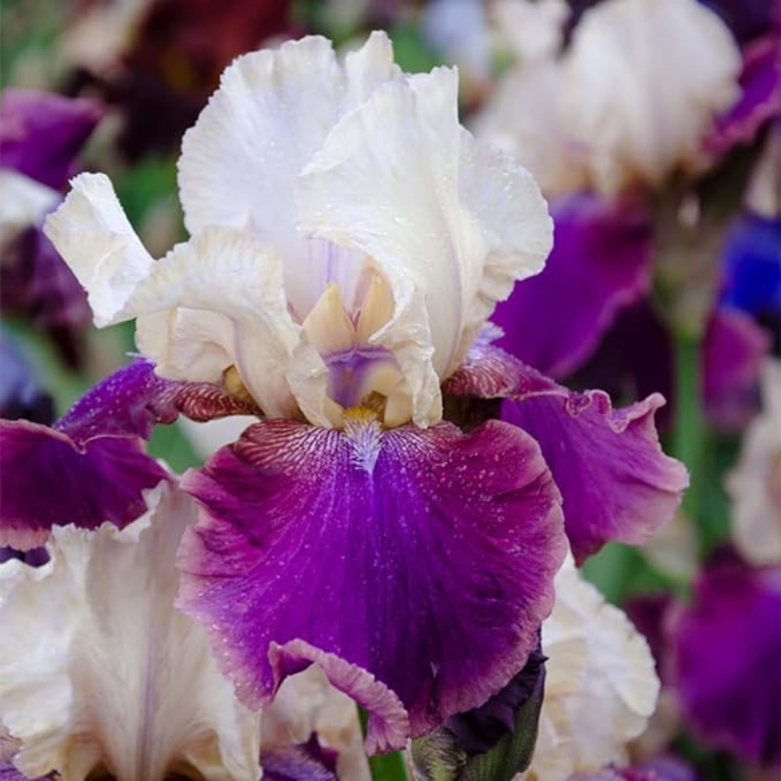 Iris Bulbs For Planting,Perennial Reblooming Bearded,Beautify Environment,Iris Rhizomes,Iris