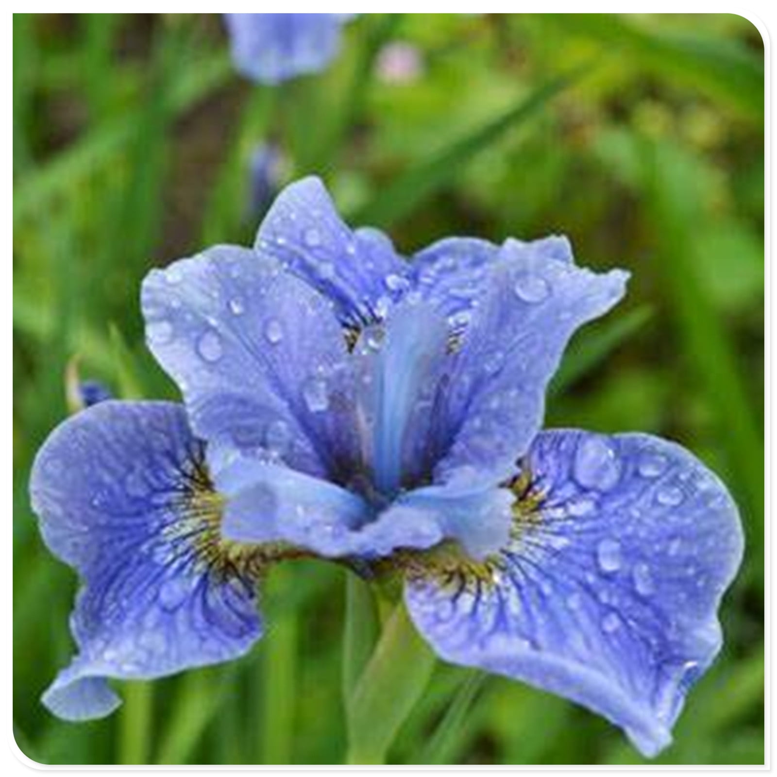 Iris Bulbs For Planting, Iris Bulbs Perennial Reblooming Bearded,Iris