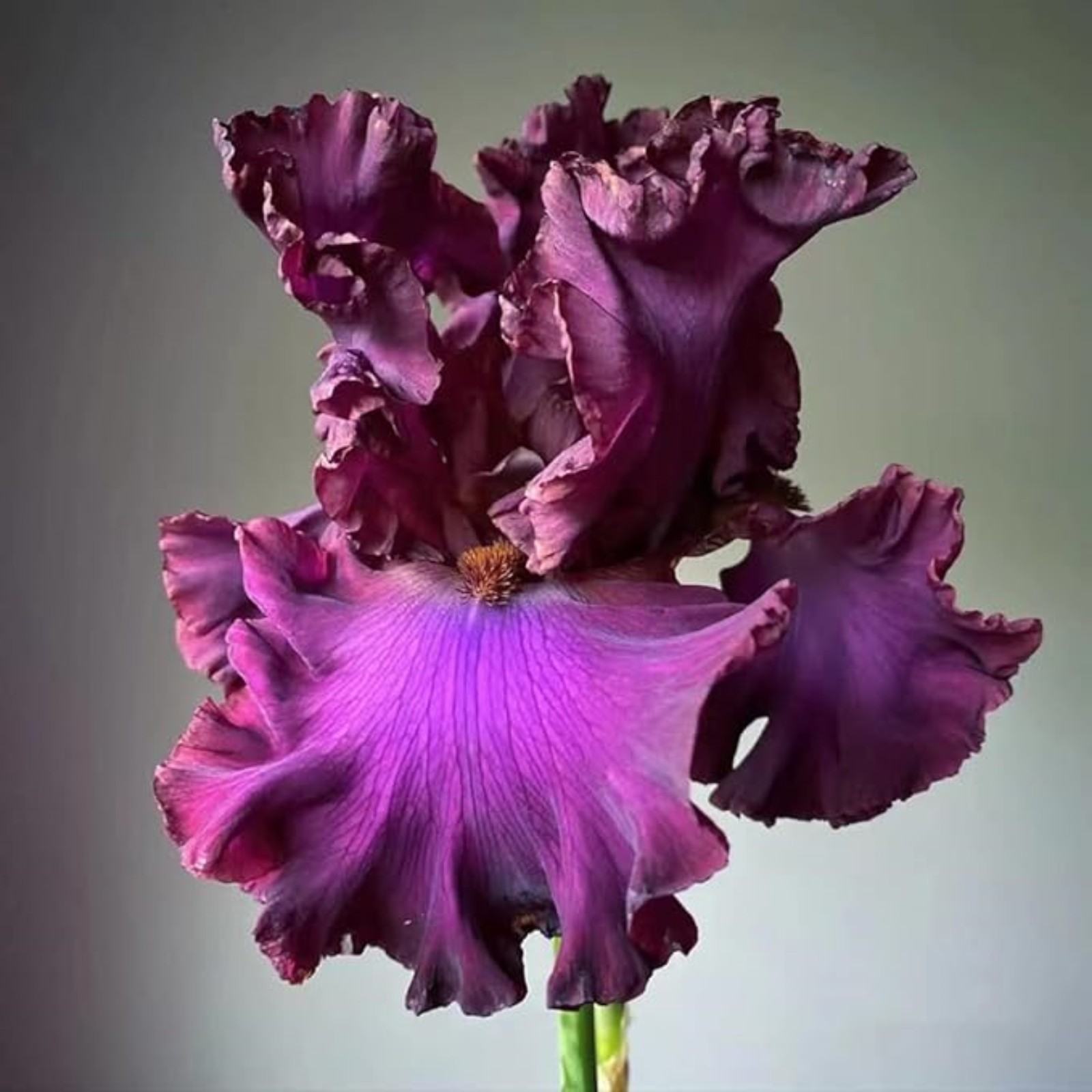 Iris Bulbs For Planting,Professional Planting,Iris Plants Bulbs,Iris