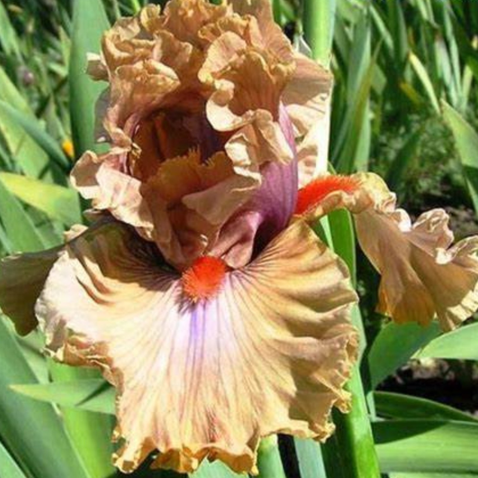 Captivating Iris Seeds For Sale Design Digital Art Captivating Iris Seeds For Sale Design Digital Art