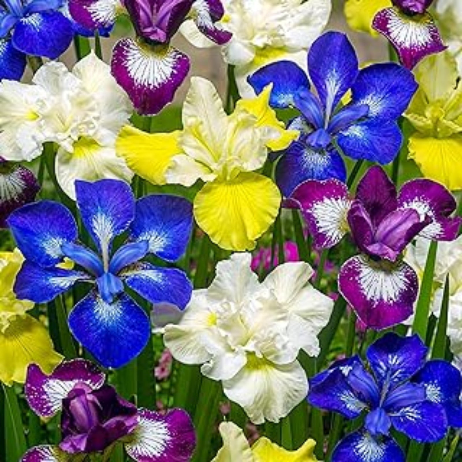 Iris Bulbs For Sale,Iris Plants Bulbs,Iris Bulbs Perennial Reblooming