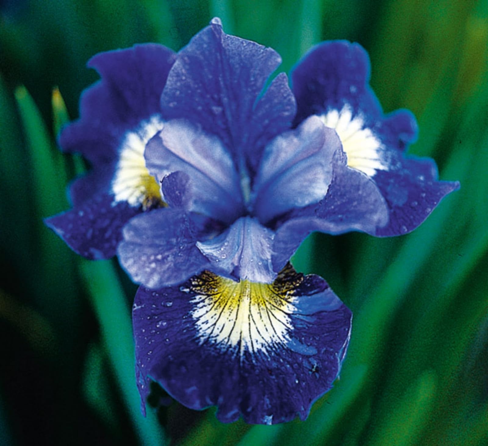 Iris Bulbs For Sale,Iris Plants Bulbs,Professional Planting,Iris Tubers