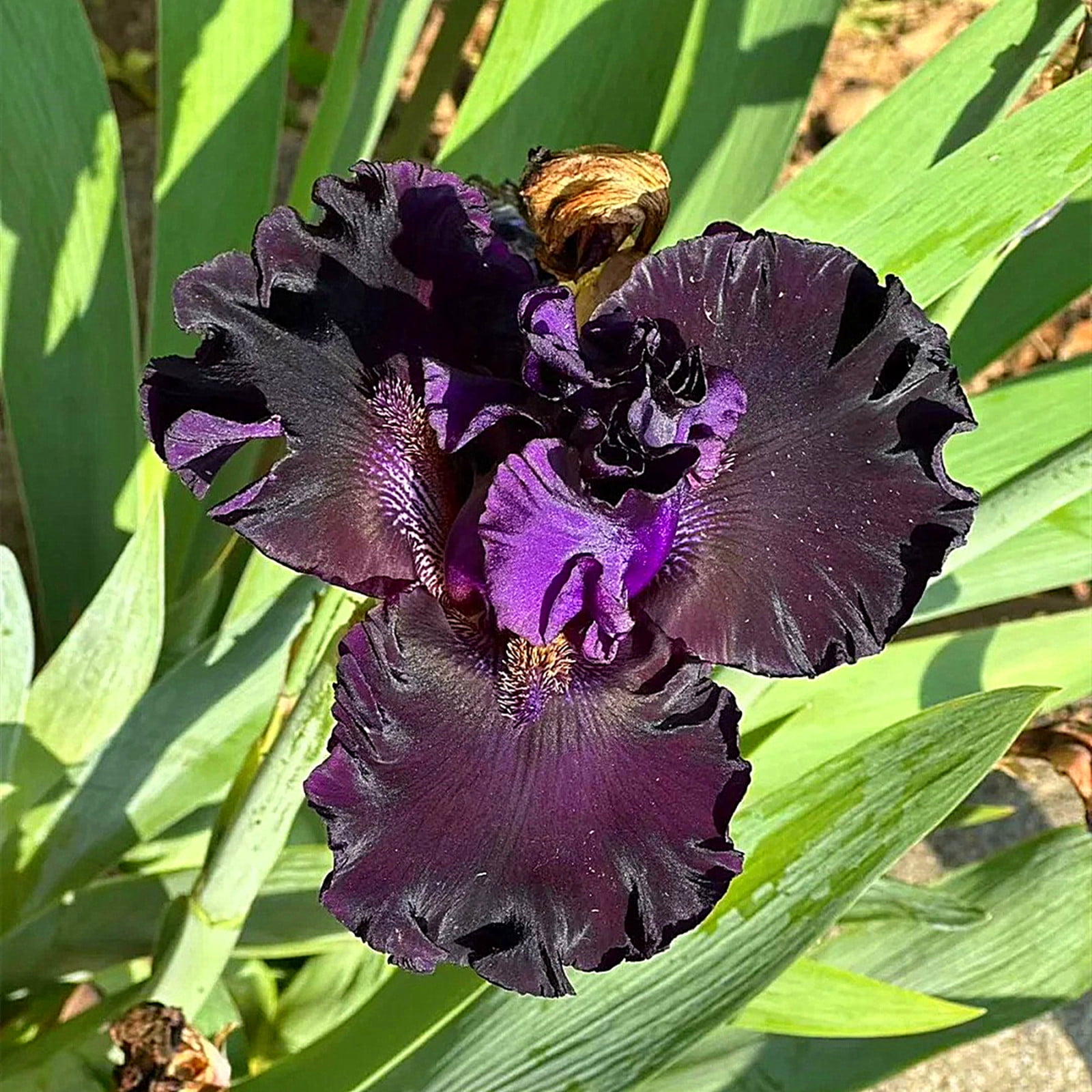 Iris Bulbs, Garden Plants, Charming，Bearded Iris Bulbs Reblooming，Perennial Flowers, Iris Bulbs