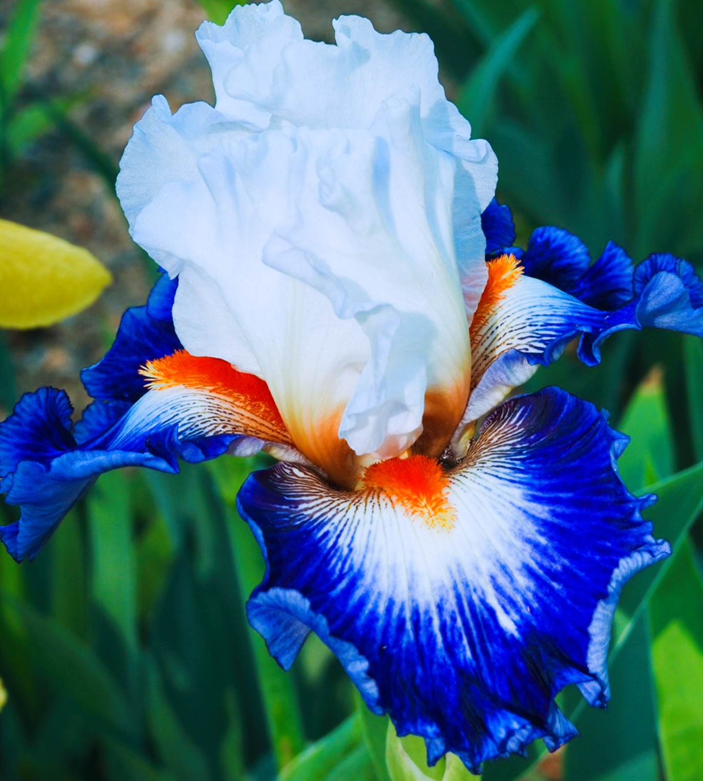 Iris Bulbs, Good Drainage To Promote Vigorous Growth, Iris Is Cold