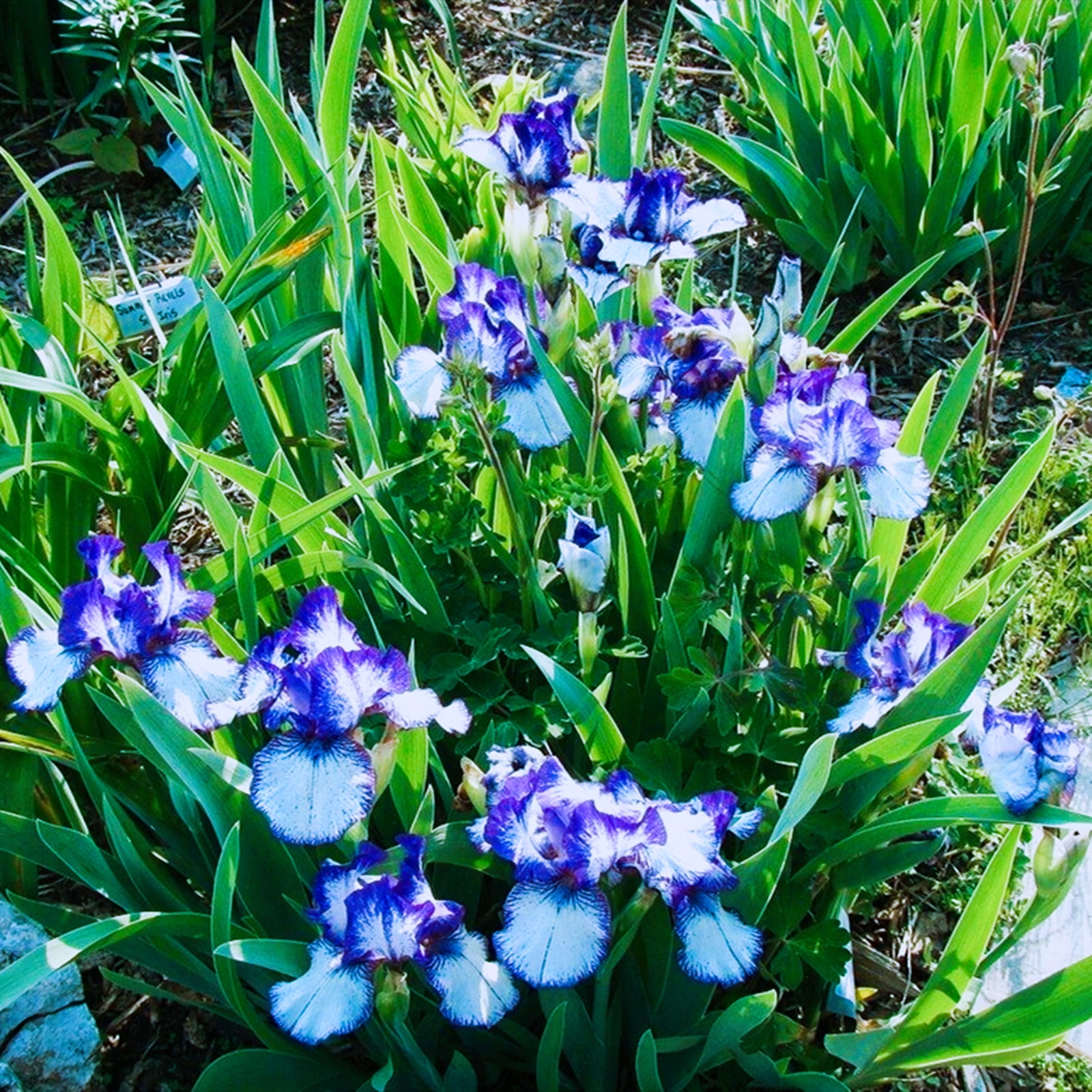 Iris Bulbs, Good Drainage To Promote Vigorous Growth, Iris Is Cold