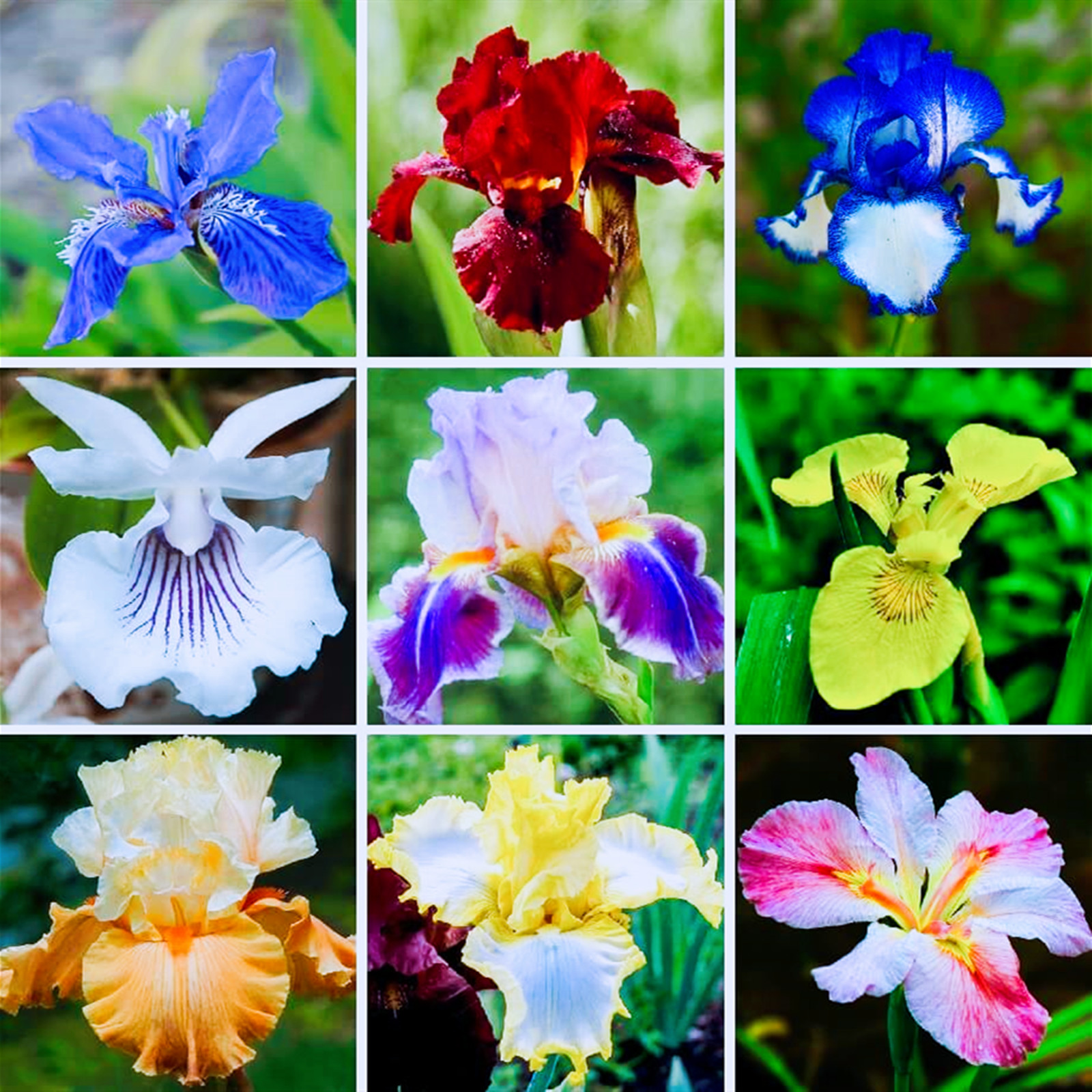 Iris Bulbs, Good Drainage To Promote Vigorous Growth, Iris Is Cold