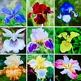 Iris Bulbs, Good Drainage To Promote Vigorous Growth, Iris Is Cold