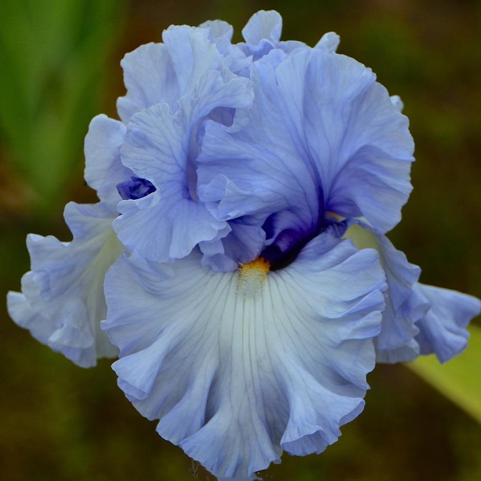Iris Bulbs, Good Drainage To Promote Vigorous Growth, Iris Is Cold