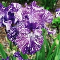 Iris Bulbs,Has Strong Rhizomes. Bearded Iris Bulbs For Planting, Simply