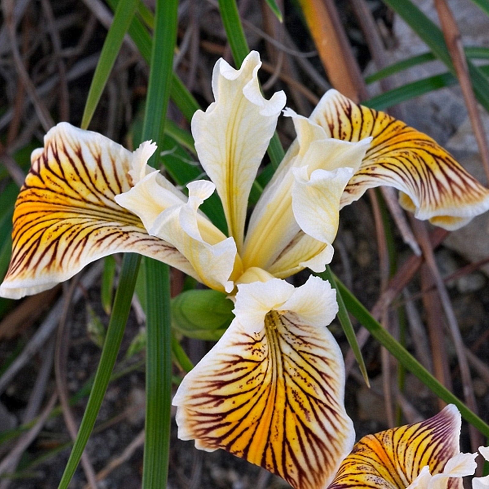 Iris Bulbs, Iris Flowers,Bearded Iris Perennials,Bulbs Garden, Elegance