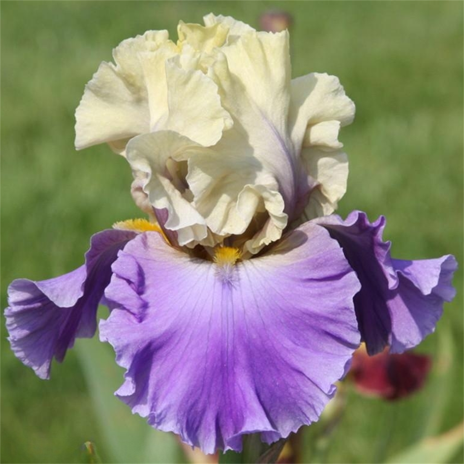 Iris Bulbs, Iris Flowers,Bearded Iris Perennials, Bulbs Garden,Elegance,Iris Bulbs Perennial