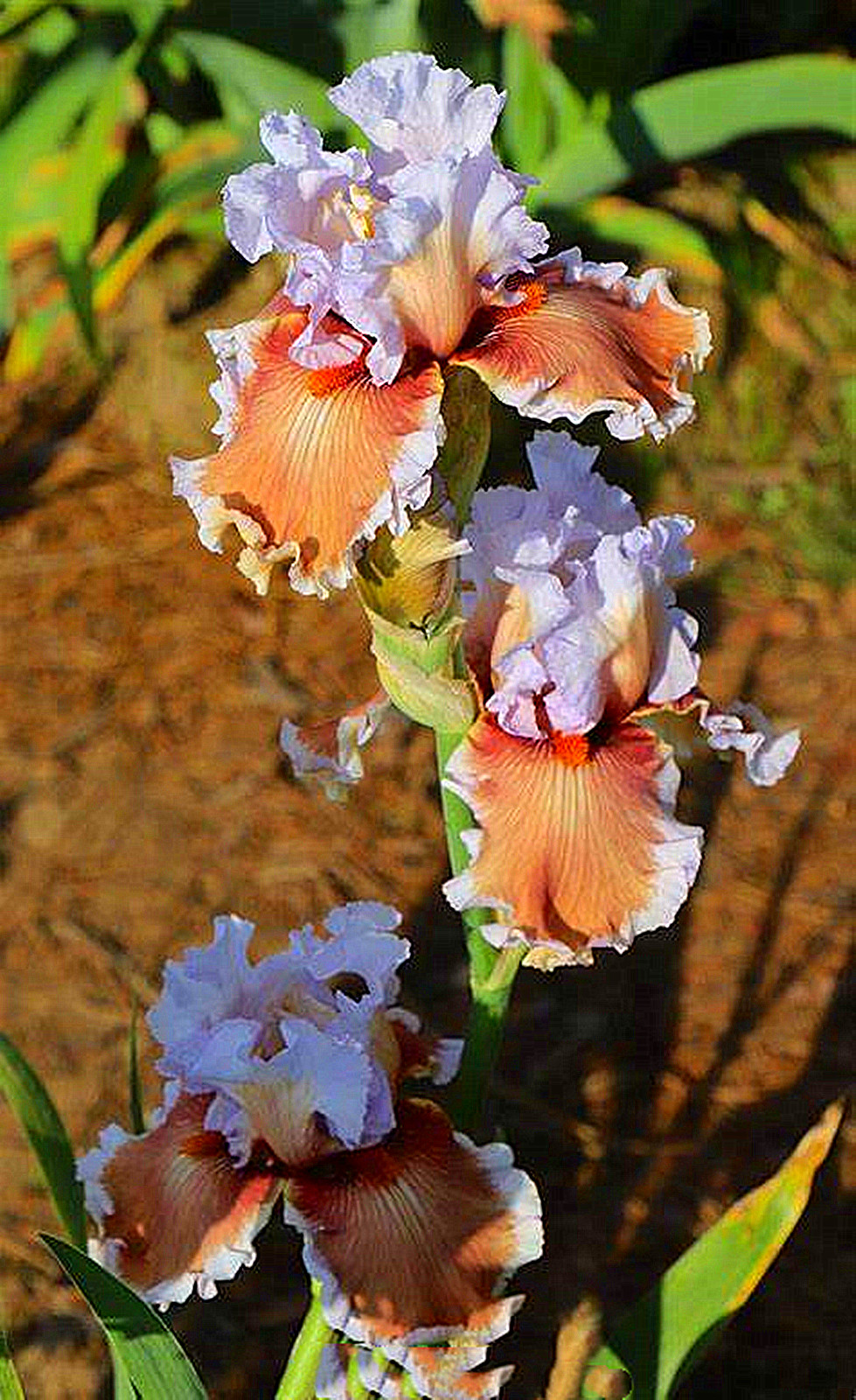 Iris Bulbs, Iris Flowers,Bearded Iris Perennials,Bulbs Garden, Elegance