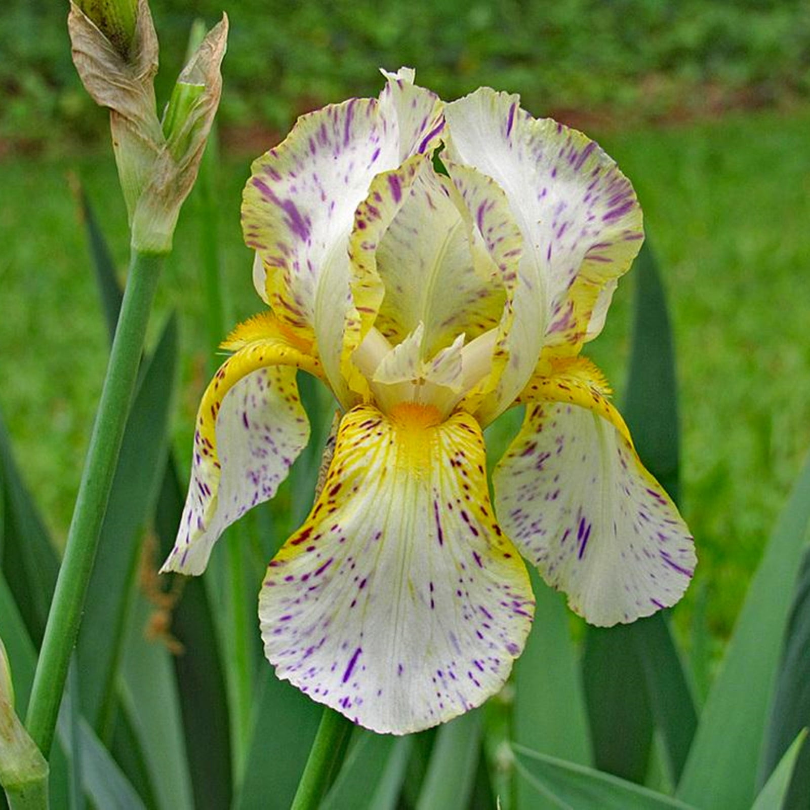 Iris Bulbs, Iris Flowers,Bearded Iris Perennials,Bulbs Garden, Elegance