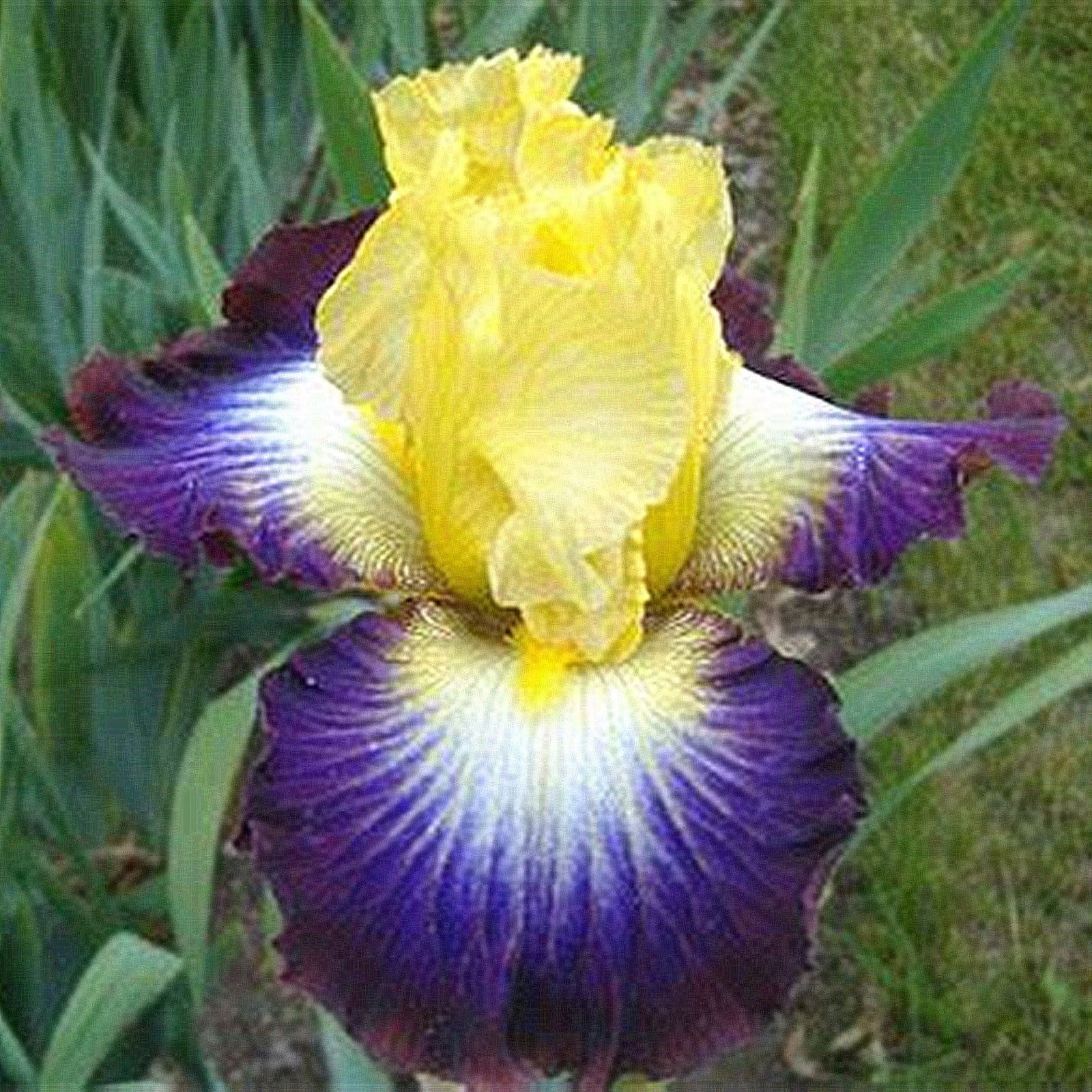 Iris Bulbs, Iris Flowers,Bearded Iris Perennials, Elegance,Iris Bulbs
