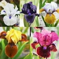 Iris Bulbs, Iris Flowers,Bearded Iris Perennials, Elegance,Iris Bulbs