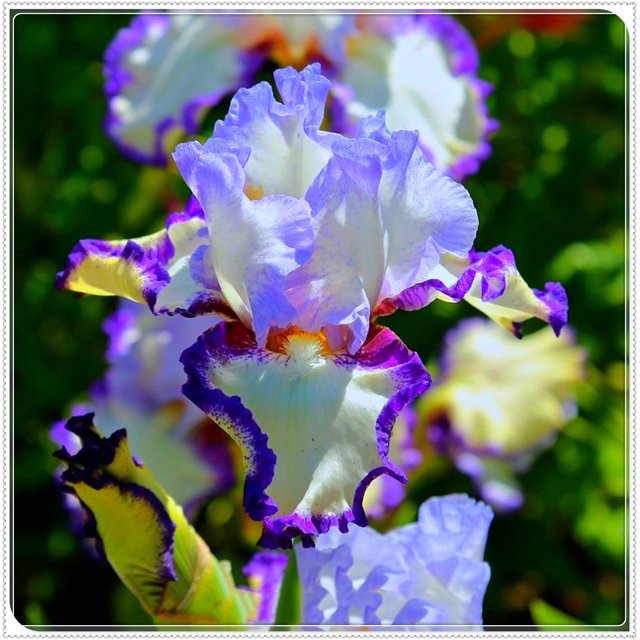 Iris Bulbs, Iris Flowers,Bulbs Garden,Perennial Reblooming Bulbs