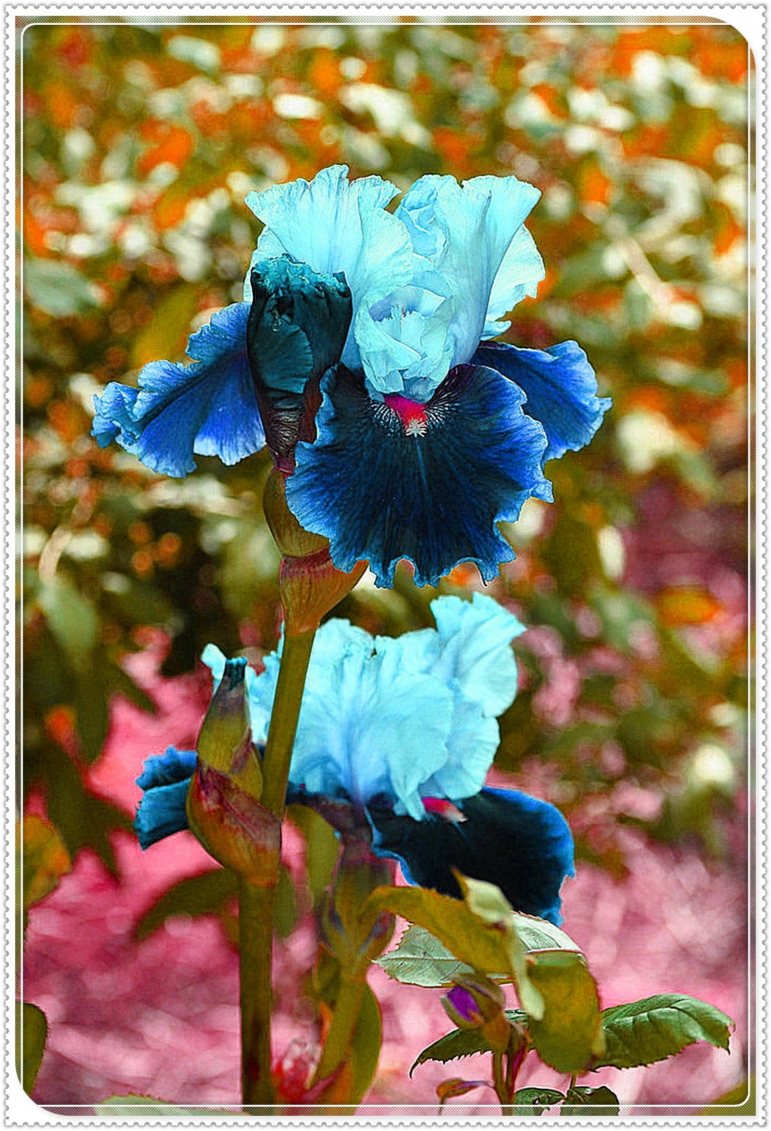 Iris Bulbs, Iris Flowers,Bulbs Garden,Perennial Reblooming Bulbs