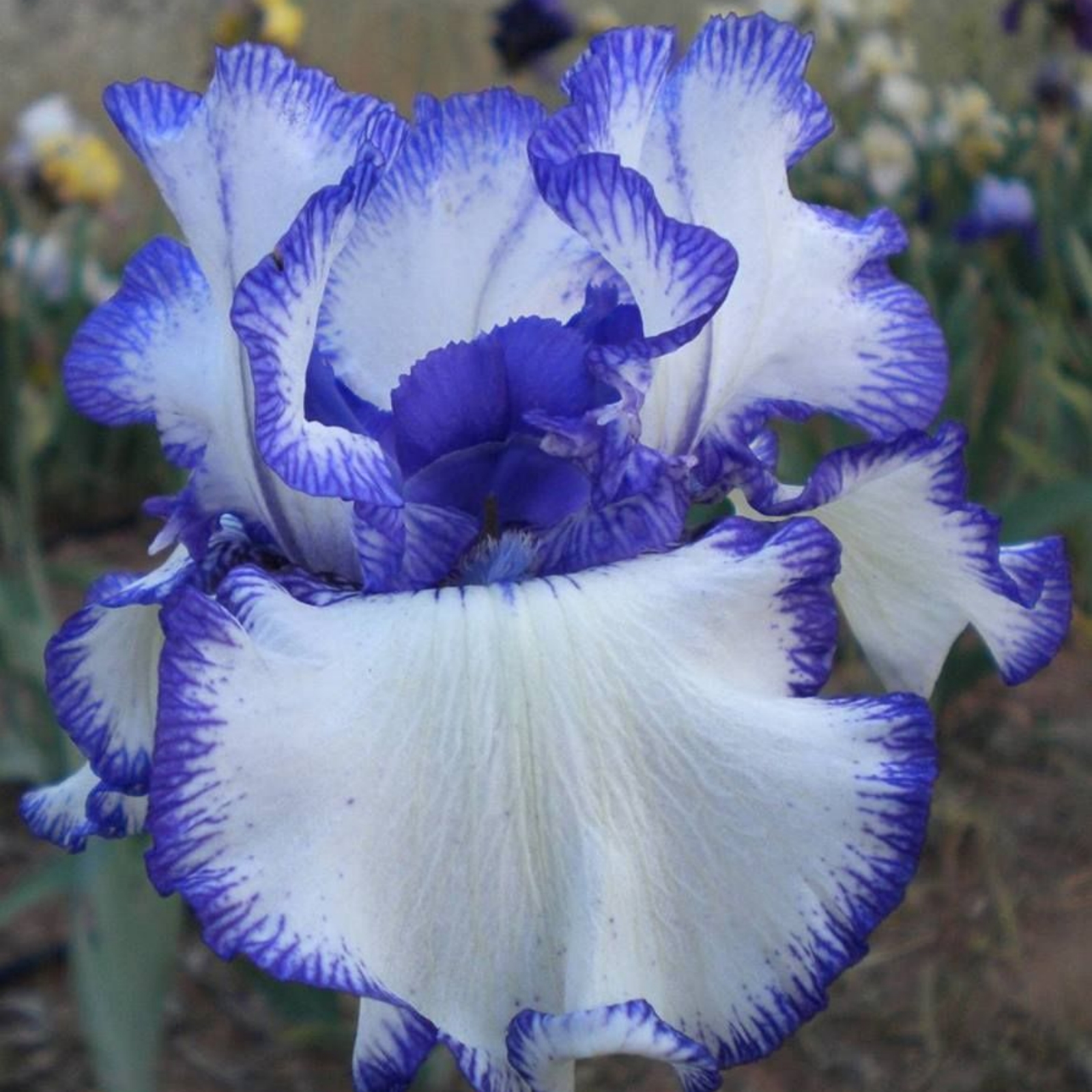 Iris Bulbs, Iris Flowers, Elegance,Bulbs Garden,Iris Bulbs Perennial