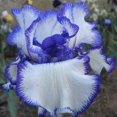 Iris Bulbs, Iris Flowers, Elegance,Bulbs Garden,Iris Bulbs Perennial