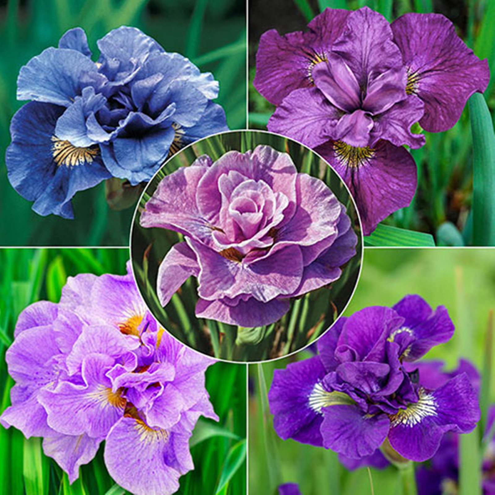 Iris Bulbs, Iris Flowers, Elegance,Iris Bulbs Perennial Reblooming