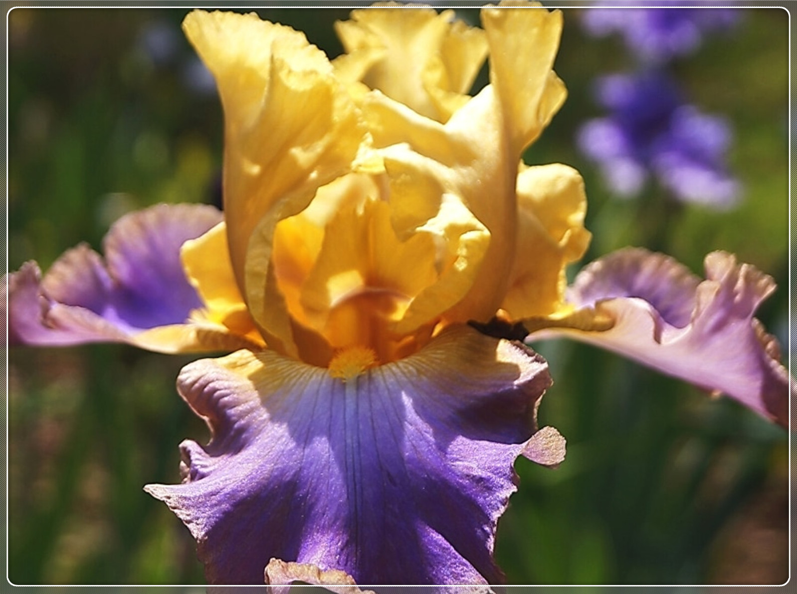 Iris Bulbs, Iris Flowers,Iris Bulbs Perennial Reblooming Bulbs, Bearded Iris Perennials,Elegance