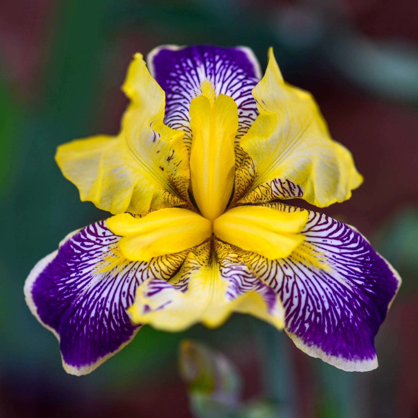 Iris Bulbs Iris Plants Bulbs Iris Bulbs Perennial Reblooming Bearded iris-bulbs-iris-plants-bulbs-iris-bulbs-perennial-reblooming-bearded