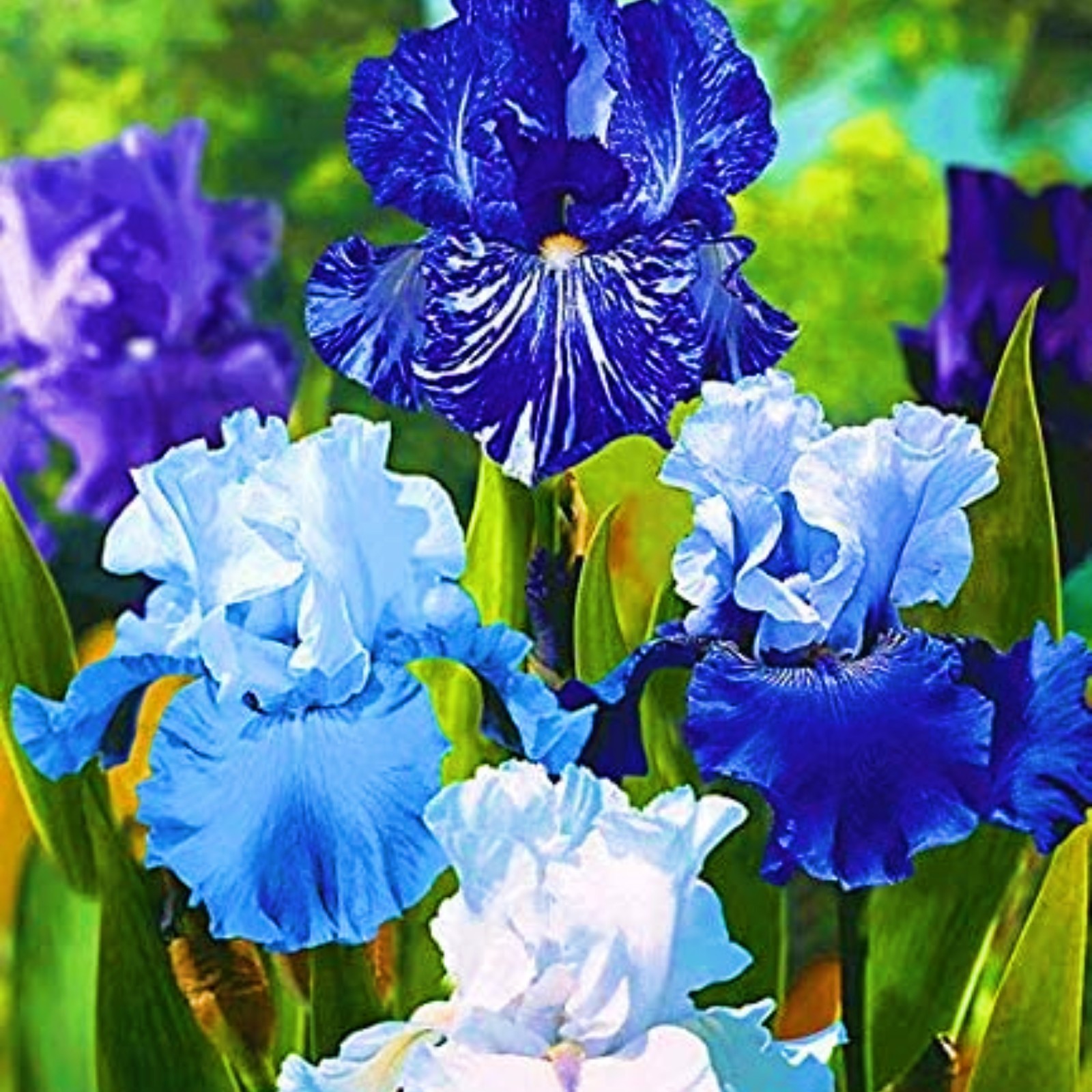 Iris Bulbs Iris Plants For Sale Iris Bulbs Bulk Bearded Iris Bulbs Iris Plants Live Iris Tubers