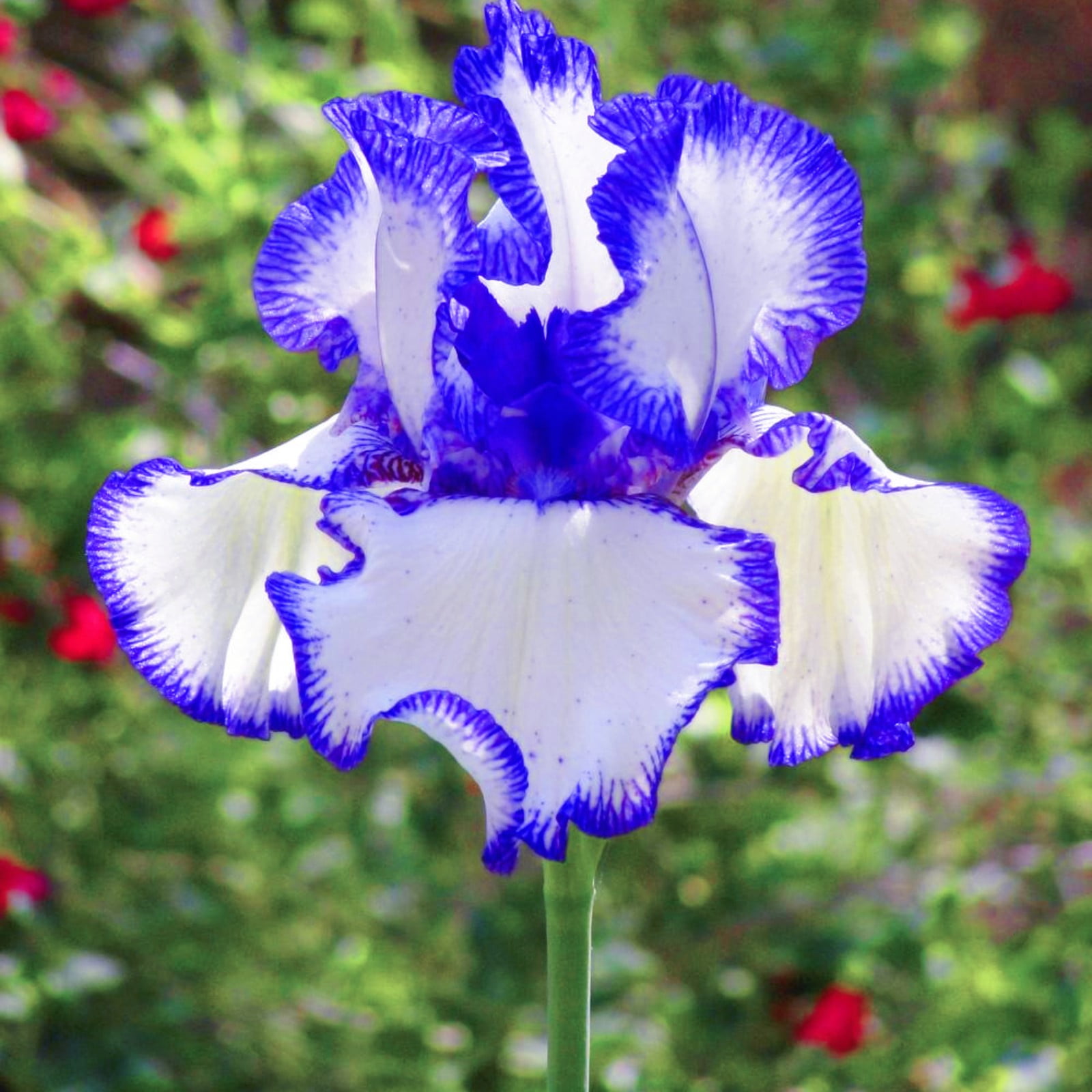 Iris Bulbs Iris Need Full Sun Iris Planting Is Suitable for Gardeners of All Levels Iris Add