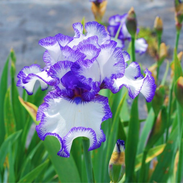 Iris Bulbs Iris Need Full Sun Iris Planting Is Suitable for Gardeners of All Levels Iris Add