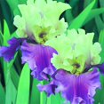Iris Bulbs Perennial Bearded Iris Bulbs for Planting Iris Bulbs Bulk