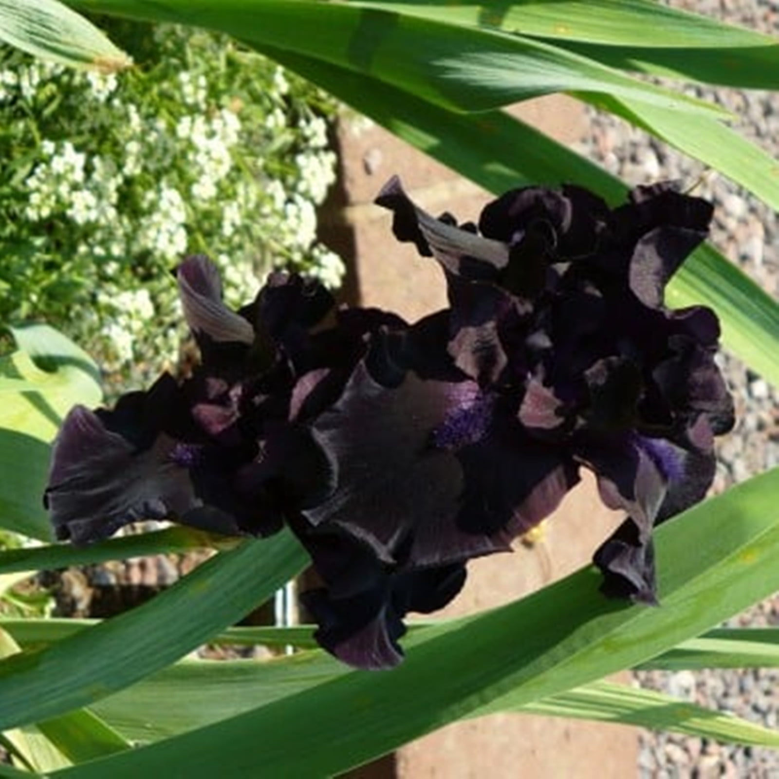 Iris Bulbs for Planting ,Flowering Perennial Iris Root Fragrant Plant ...