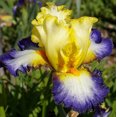Iris Bulbs for Planting Fragrant Deep Flowers / Easy to Plant